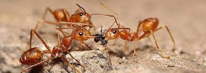 Ant Control Lesmurdie