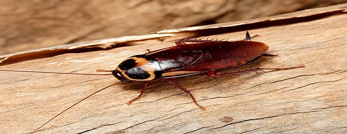 Cockroach Control Lesmurdie